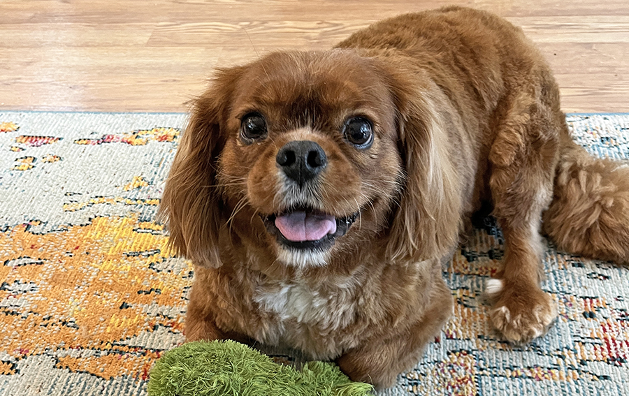 Peaches in Beaverton, OR