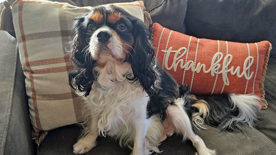 Sarge in Greenwood, IN 