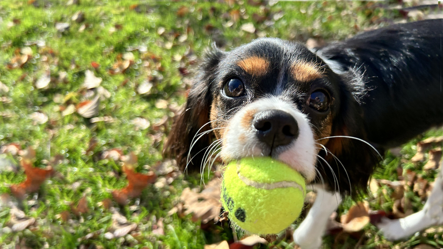 Zoey in Coatesville, PA