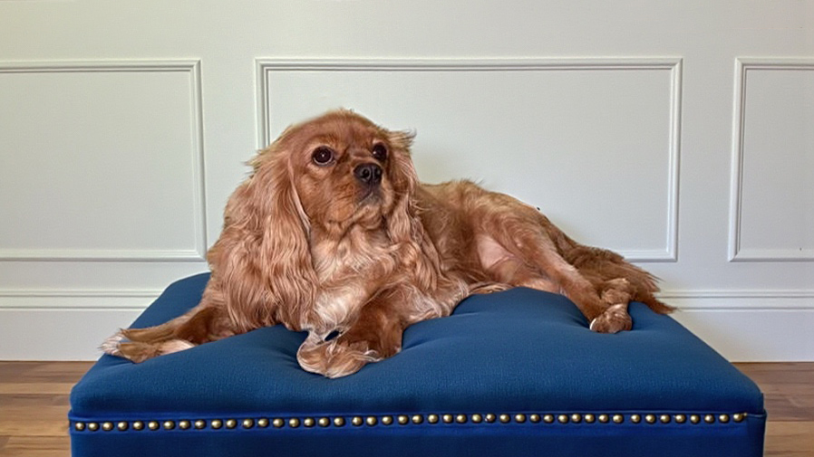 Beau in Charlotte, NC