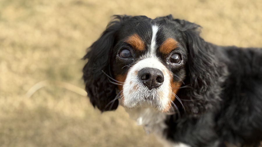 Bentley in Tulsa, OK