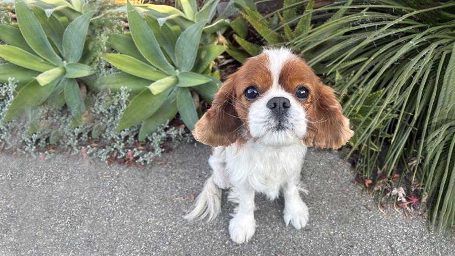 Charles in Castro Valley, CA
