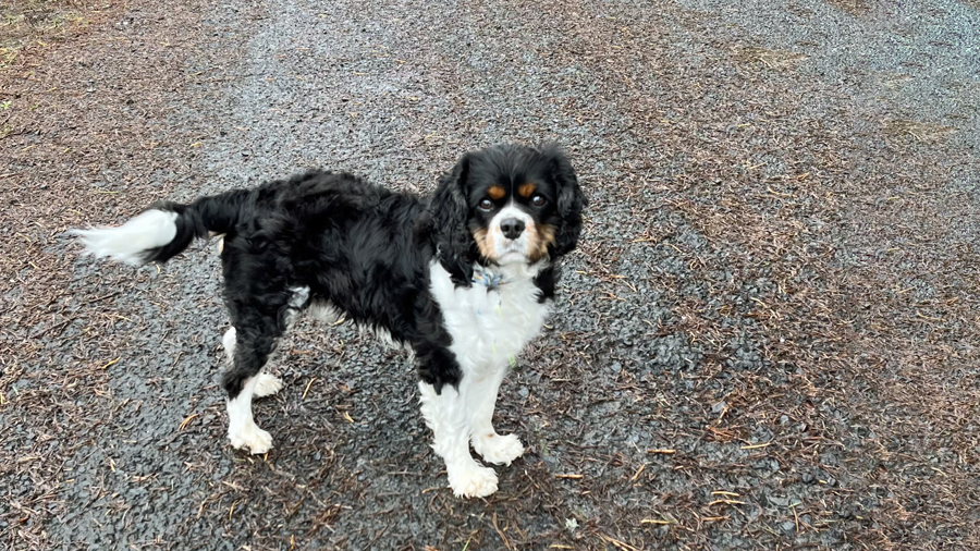 Cooper in Depoe Bay, OR