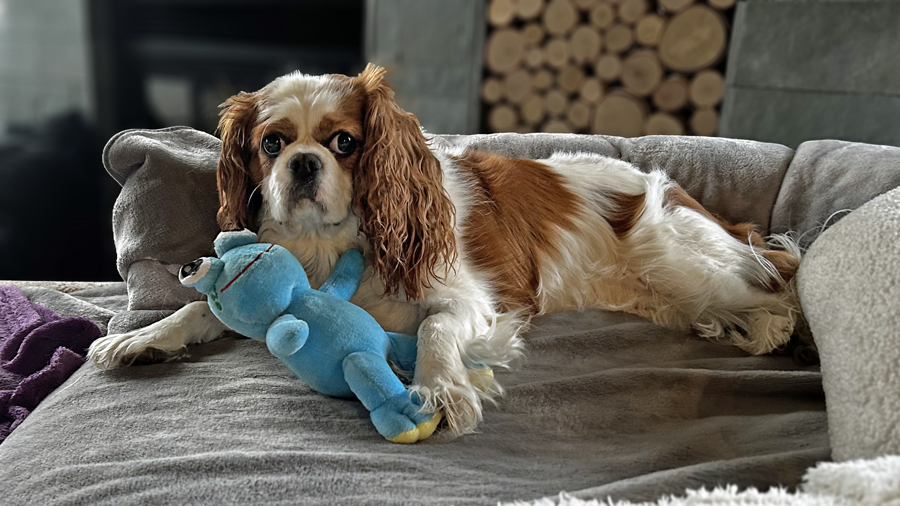 Dora in Indianapolis, IN