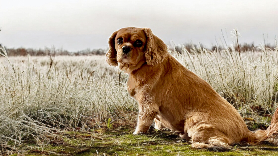 Honey Bear in Tulsa, OK