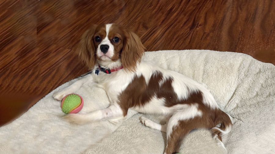 Jerry in Brentwood, CA