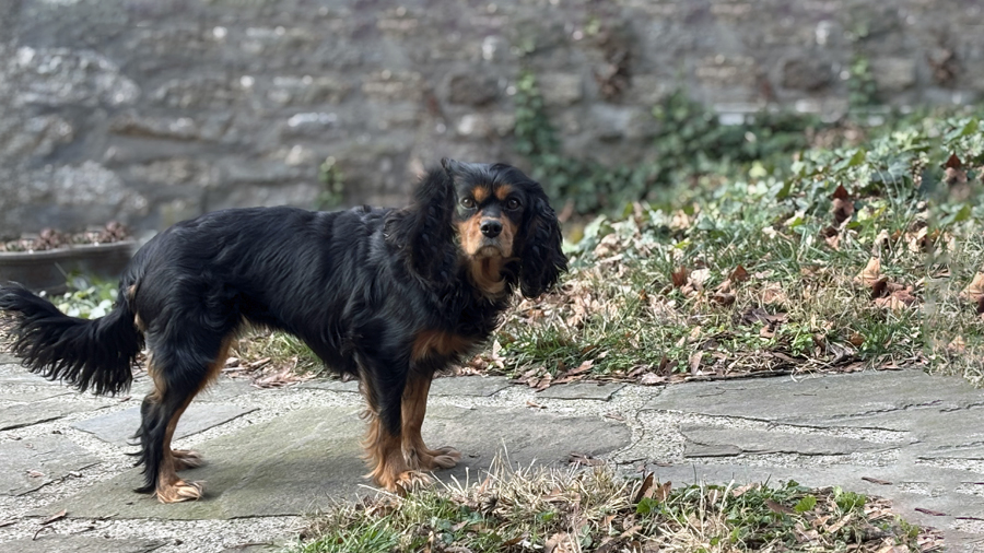 Lola in New Hope, PA