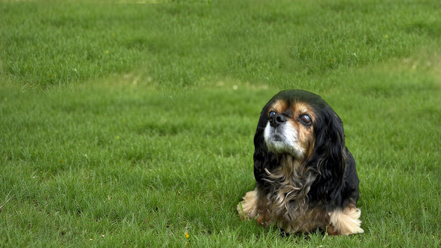 Marigold in Dallas, TX