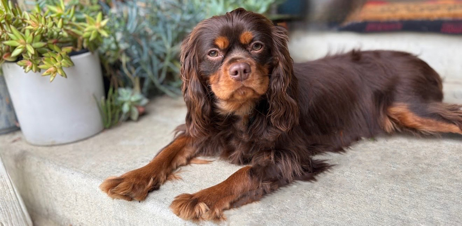 Morrison in Concord, CA