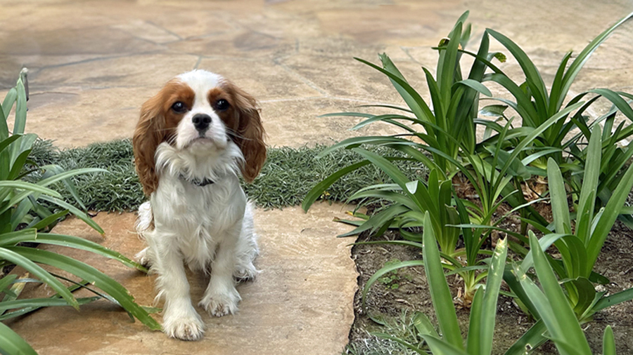 Dash in Laguna Hills, CA