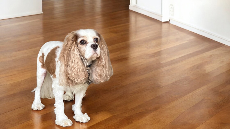 Parker in Dallas, TX