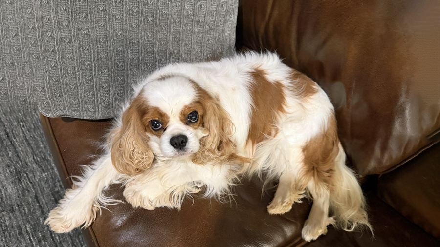 Reign in Fletcher, NC