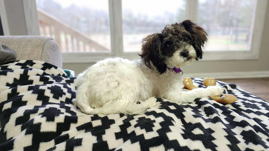 Sophie in Little Rock, AR