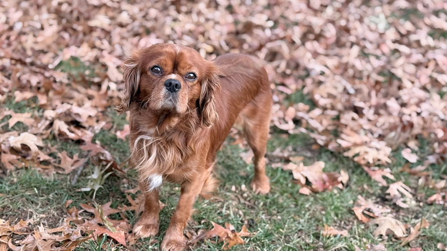 Timothy in Middletown, PA