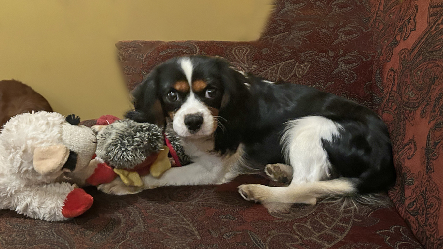 Toby in Rogersville, MO