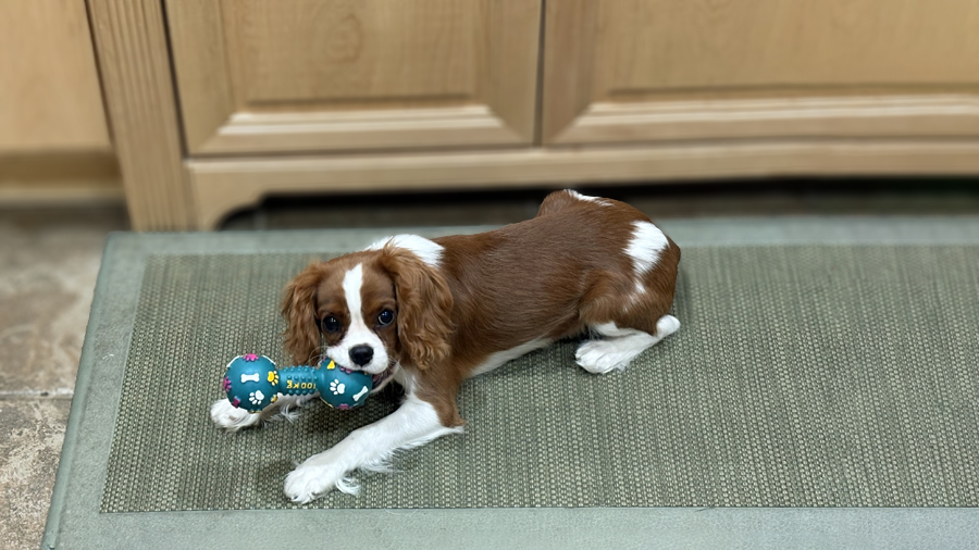 Winston in North Plainfield, NJ