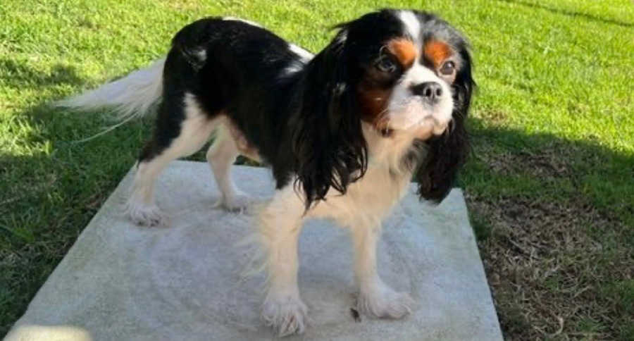 Archie in Northridge, CA