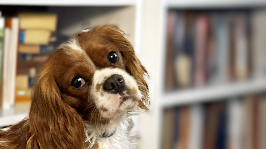 Benjamin (Benny) in Chicago, IL