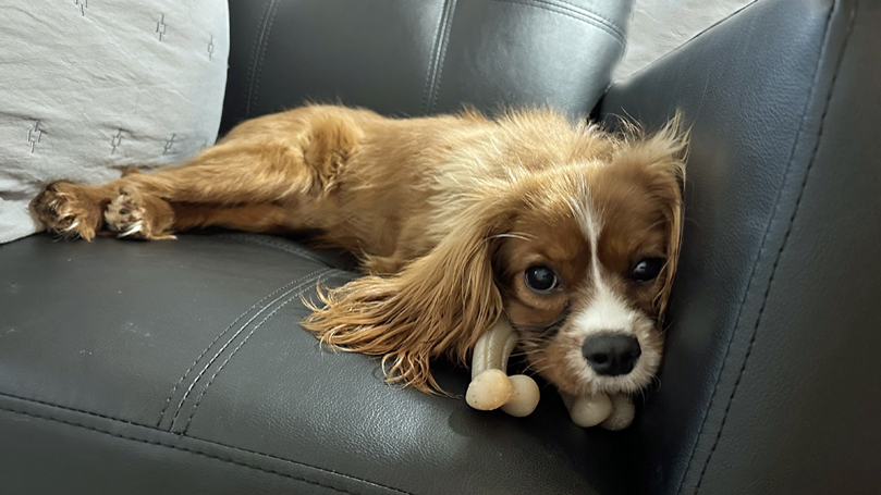 Brody in Kansas City, MO