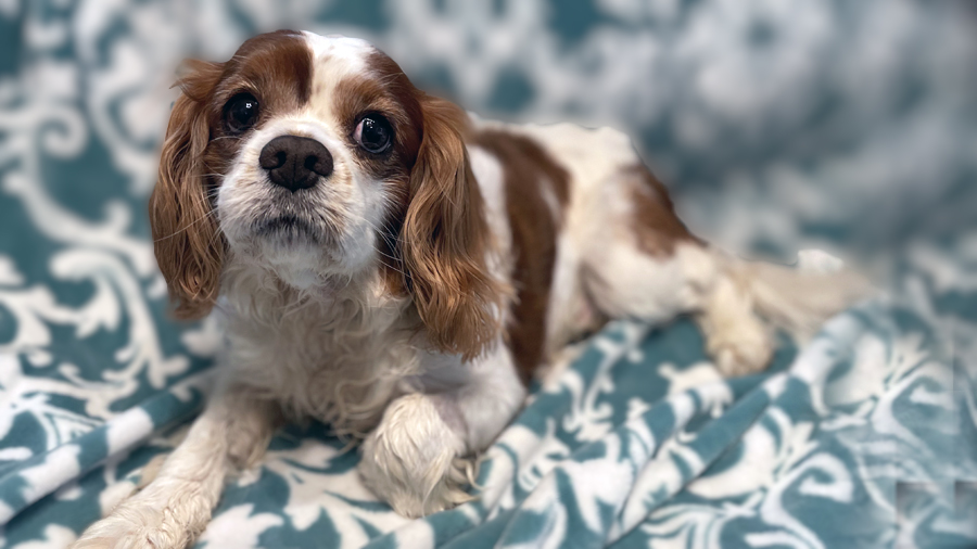 Charlie in Austin, TX