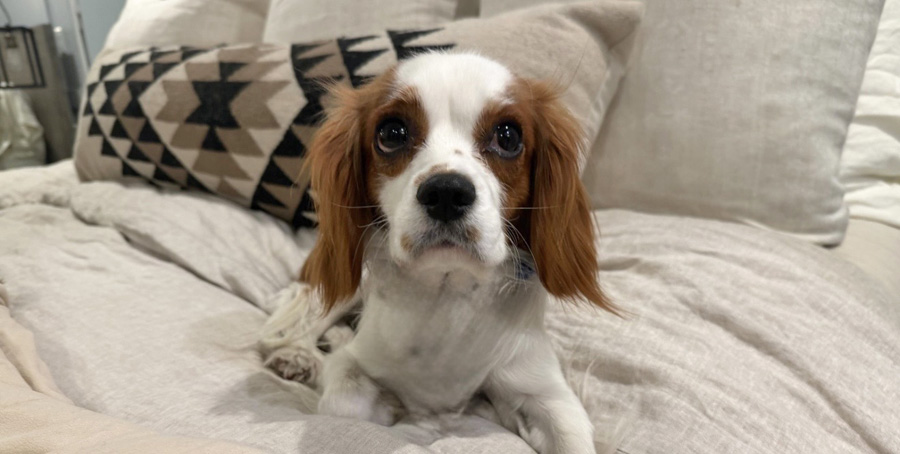 Cooper in Woodland Hills, CA