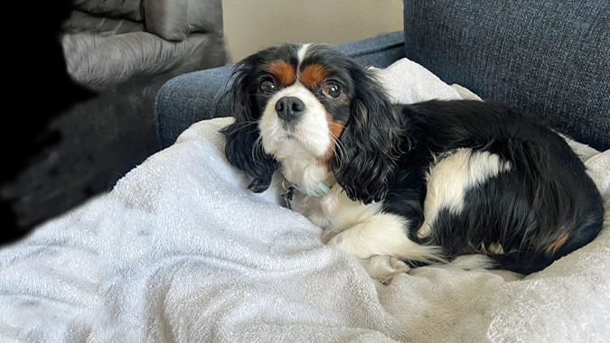 Daisy in Reno, Nevada