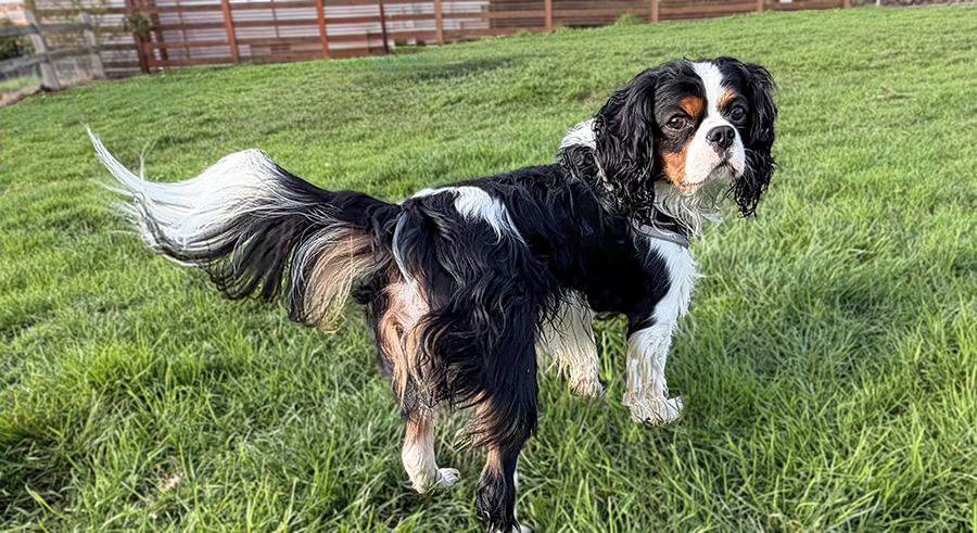 Dash in Portland, OR