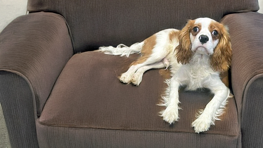 Georgie in LaCrosse, WI