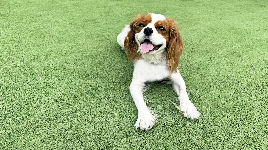 Ginny in Aliso Viejo, CA