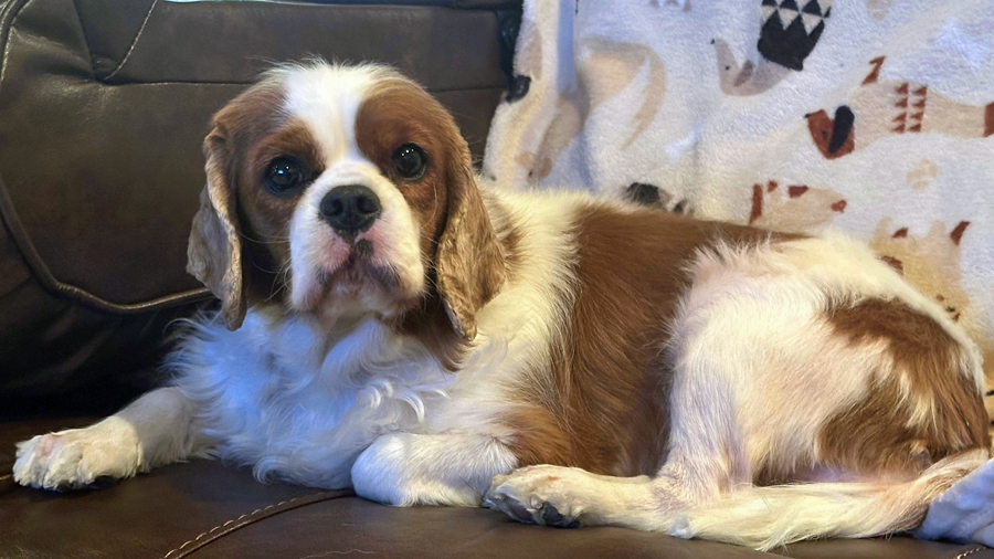 Peaches in Melissa, TX