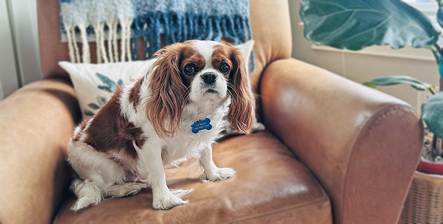 Penny in Nashville, TN