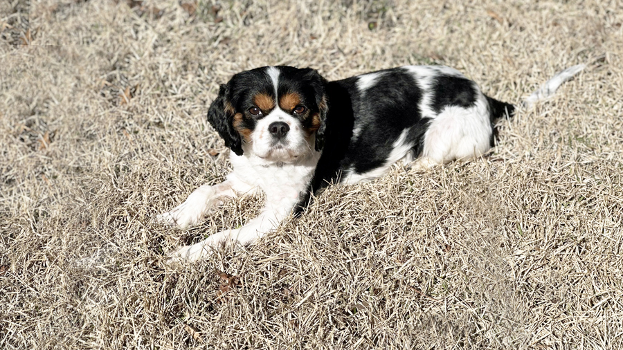 Rupert in Huntsville, AL