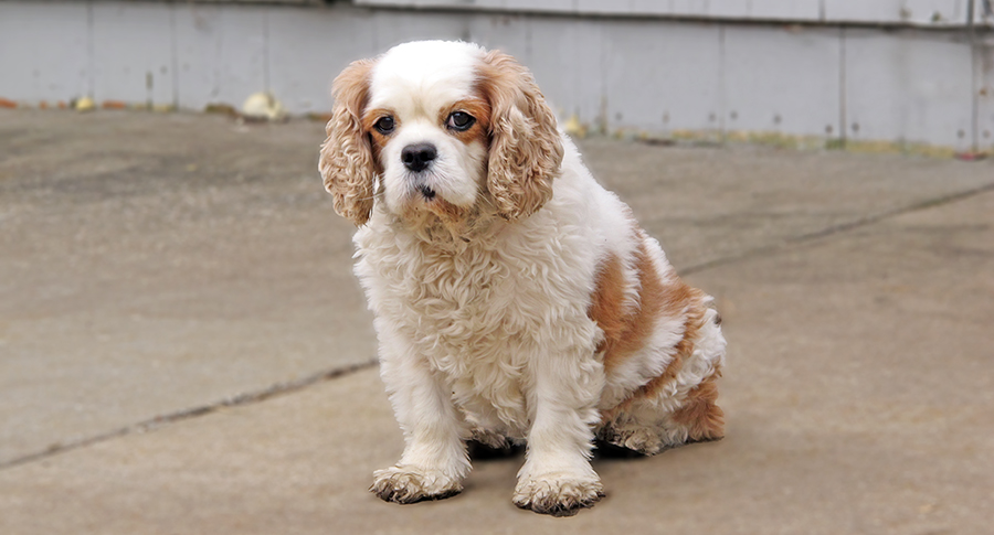 Sugar in Prairie Village, KS