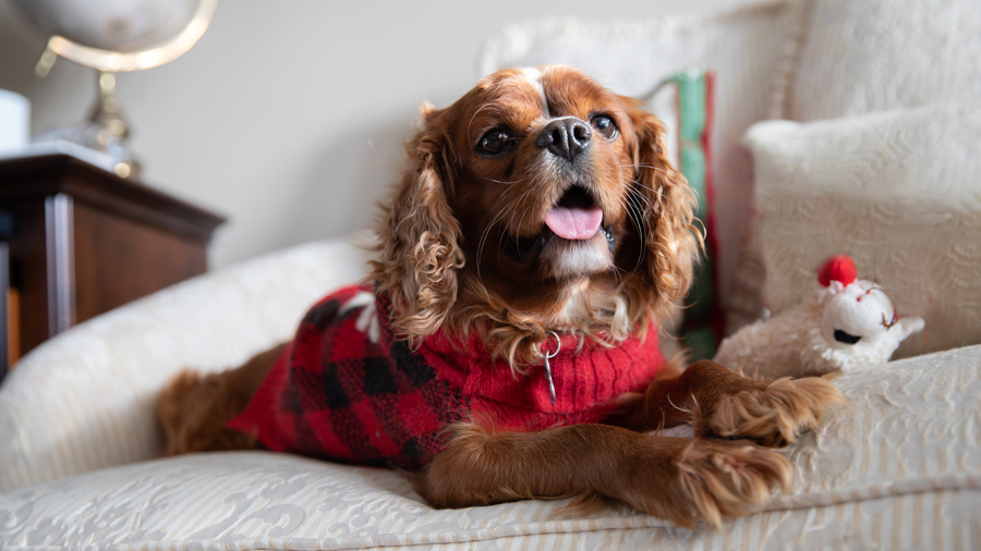 Tanner in Chesterfield, MO