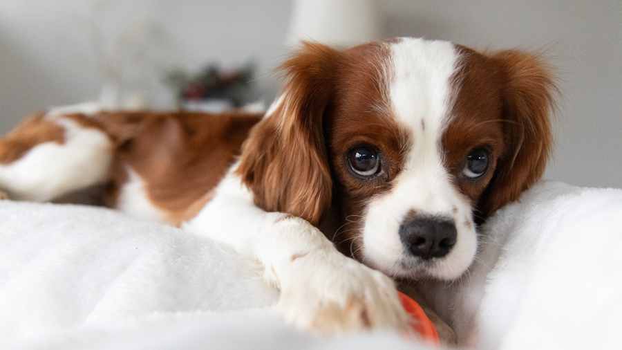 Teddy in St. Louis, MO