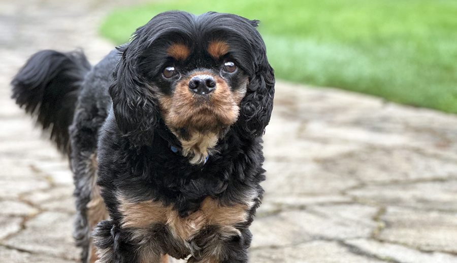 Bandit in Portland, OR