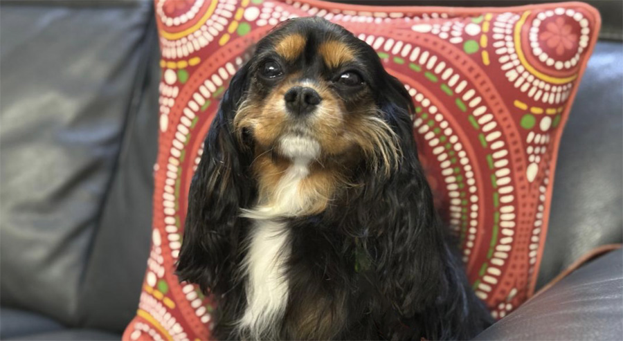 Buddy in Broken Arrow, OK