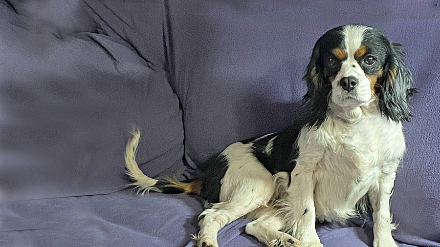 Camilla in Wheeling, WVA