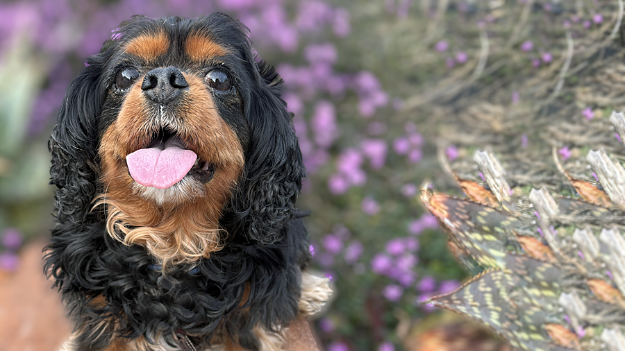 Cocoa in Castro Valley, CA