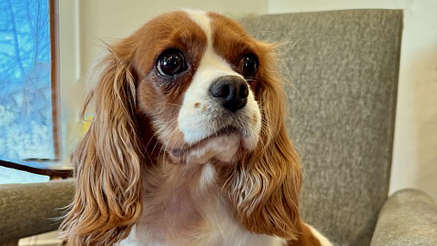 Evelyn in Conway, AR