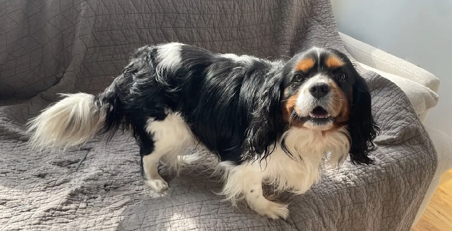 Gemini in Nashville, TN