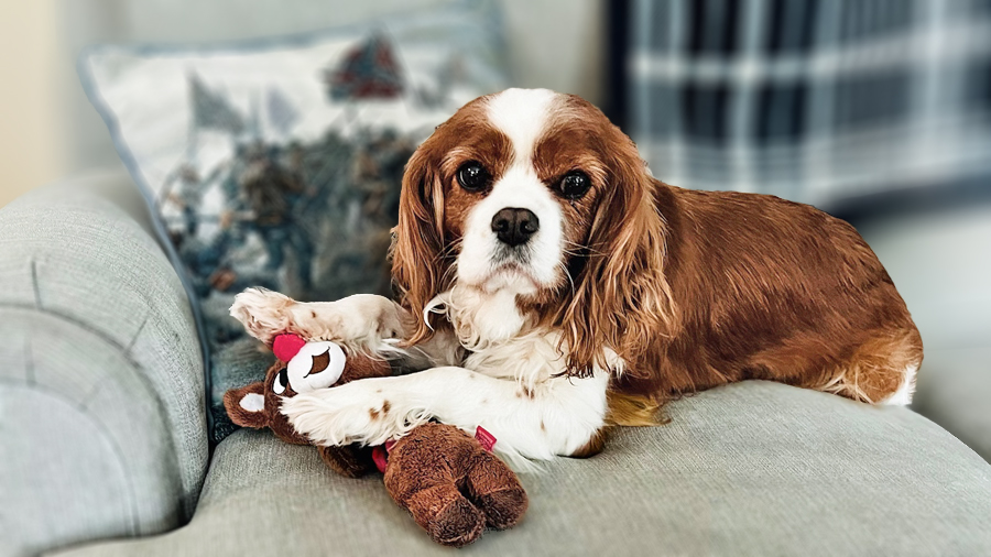 Holly in Gettysburg, PA