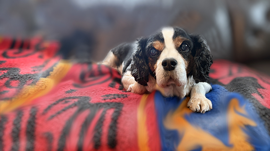 Jingles in Sunbury, OH