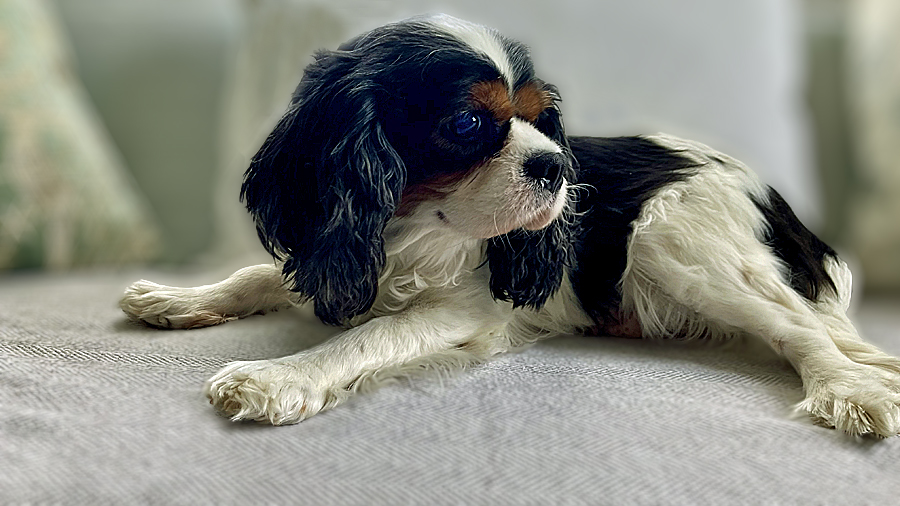 Kali in Sewickley, PA