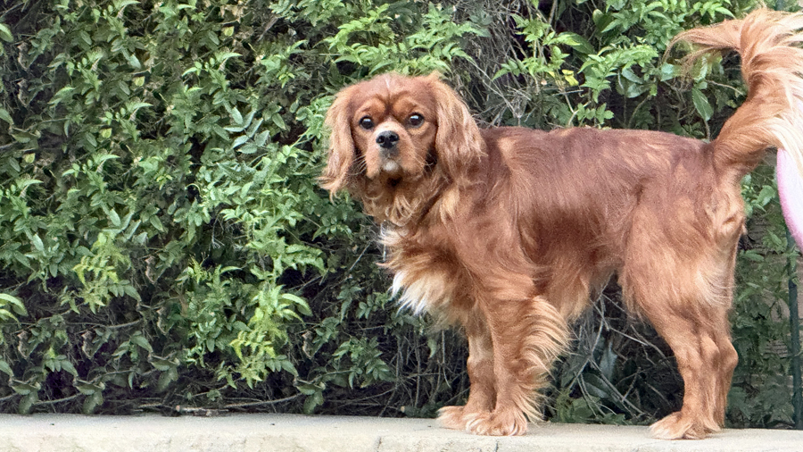 Norman in West Hills, CA