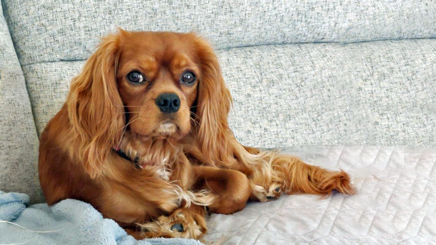 Princeton in Mechanicsburg, PA