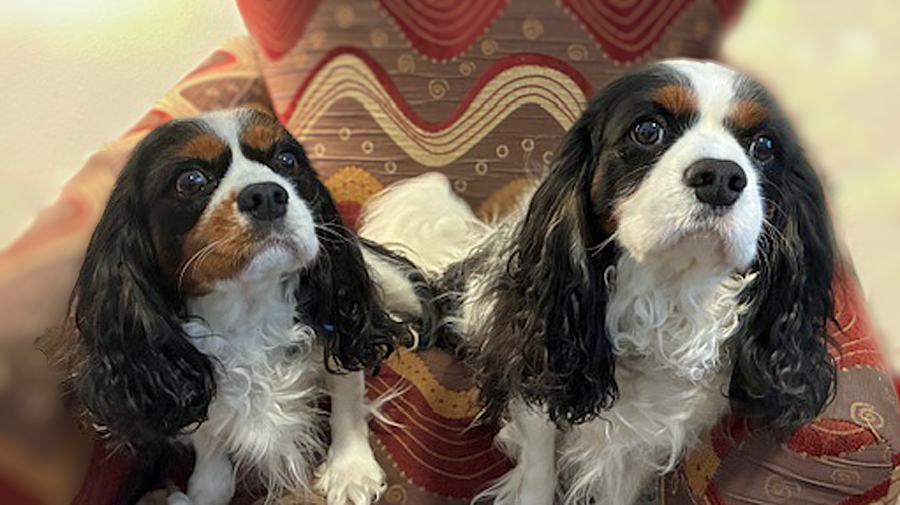 Rex and Rey in Red Wing, MN