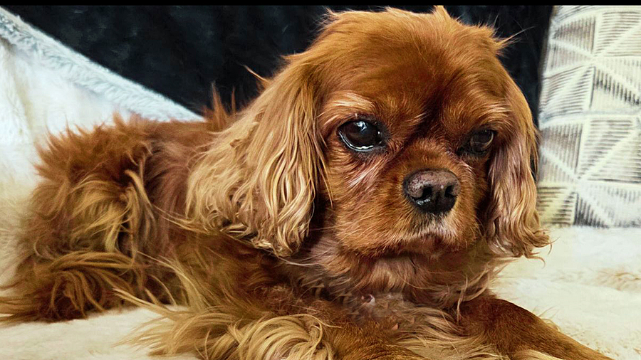 Rosie in Las Vegas, NV