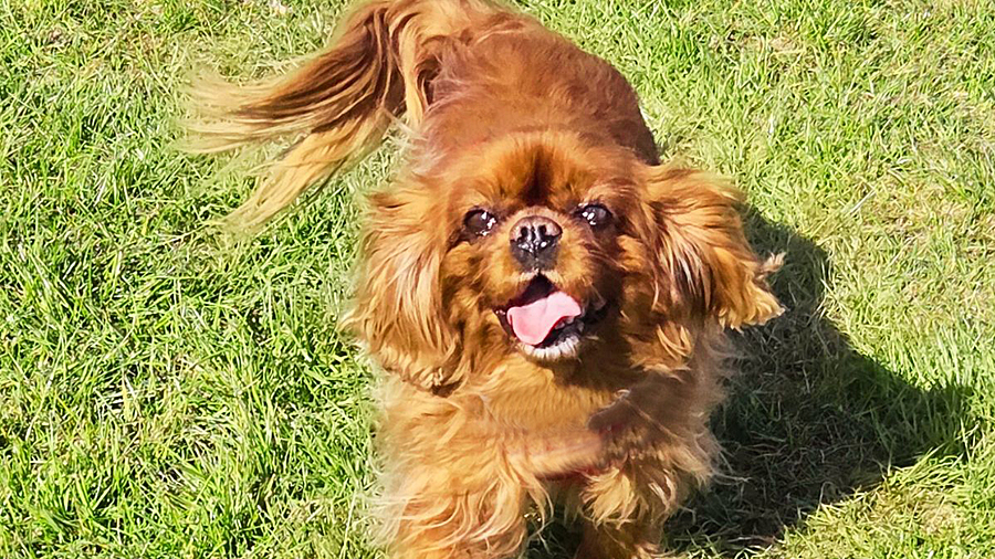 Rubie in Las Vegas, NV