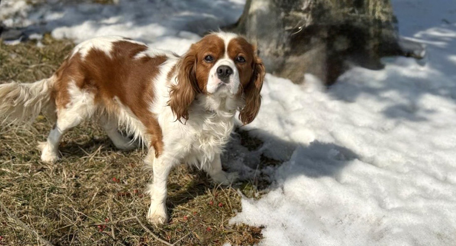 Rusty in Middletown, PA